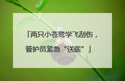 两只小苍鹭学飞刮伤，管护员紧急“送医”